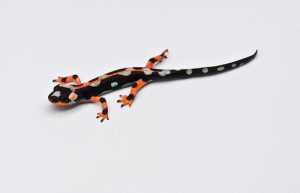 Iranian Kaiser Newt For Sale
