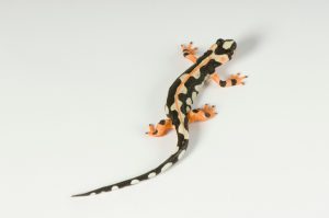 Iranian Kaiser Newt For Sale
