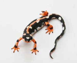 Iranian Kaiser Newt For Sale