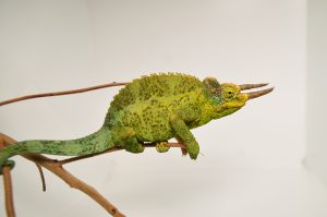 Jackson Chameleon for Sale