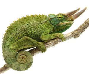 Jackson Chameleon for Sale