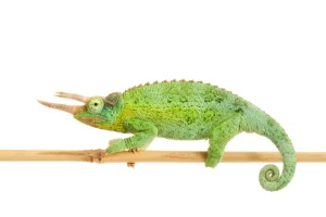 Jackson Chameleon for Sale