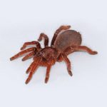 King Baboon Tarantula For Sale