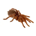 King Baboon Tarantula For Sale