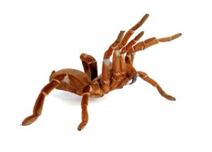 King Baboon Tarantula For Sale