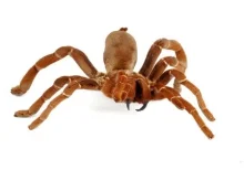 King Baboon Tarantula For Sale