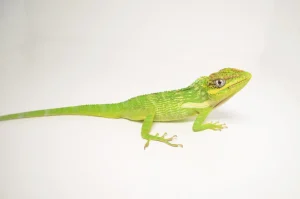 Knight Anole - Image 3