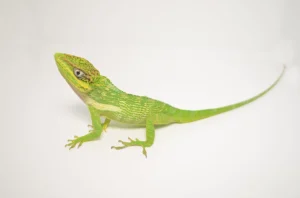 Knight Anole - Image 2