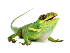 Knight Anole For Sale