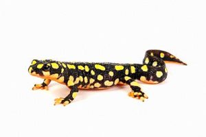 Lake Urmia Newt For Sale