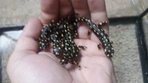 Lake Urmia Newt For Sale