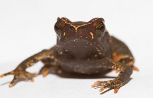 Leaf Toad For Sale