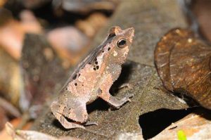 Leaf Toad For Sale