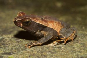 Leaf Toad For Sale