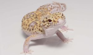 Leopard Gecko For Sale