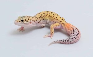 Leopard Gecko For Sale