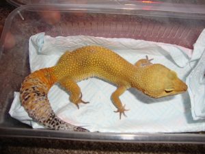 Leopard Gecko For Sale