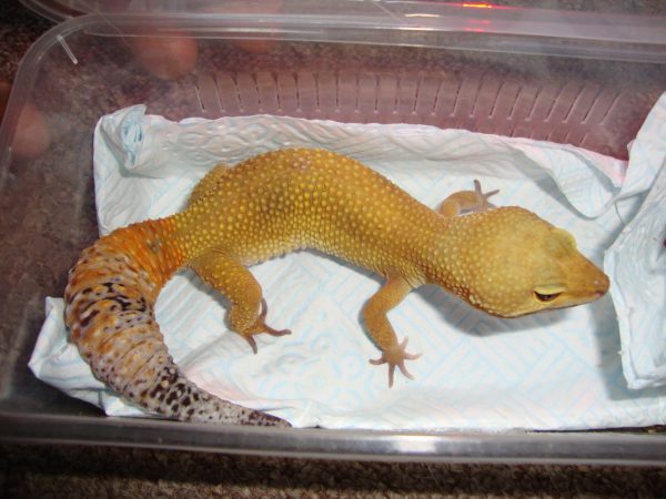 Leopard Gecko For Sale