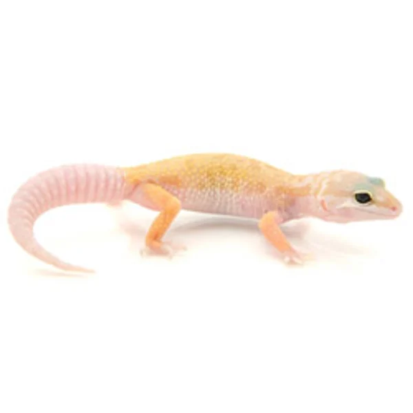 Leucistic Leopard Gecko For Sale