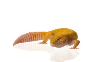 Leucistic Leopard Gecko For Sale