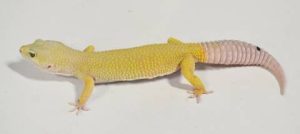 Leucistic Leopard Gecko For Sale