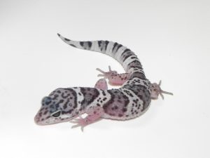Mack Snow Leopard Gecko For Sale