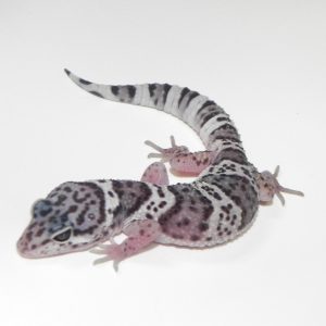Mack Snow Leopard Gecko For Sale