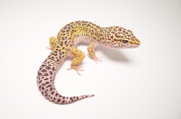 Mack Snow Leopard Gecko For Sale
