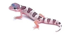 Mack Snow Leopard Gecko For Sale