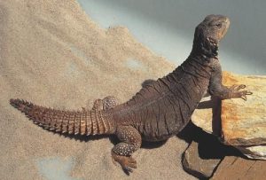 Mali Uromastyx For Sale