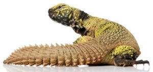 Mali Uromastyx For Sale
