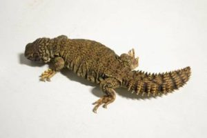 Mali Uromastyx For Sale
