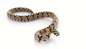 Mandarin Rat Snake For Sale