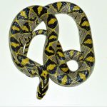 Mandarin Rat Snake For Sale