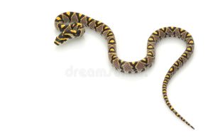 Mandarin Rat Snake For Sale