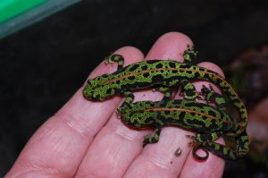 Marbled Newt For Sale