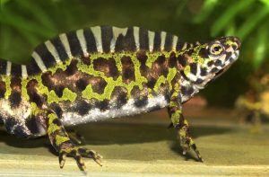 Marbled Newt For Sale