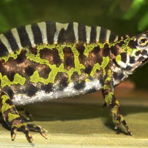 Marbled Newt For Sale