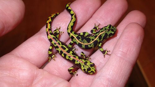 Marbled Newt For Sale