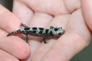 Marbled Salamander For Sale Near Me