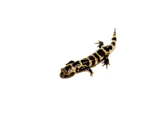 Marbled Salamander For Sale Near Me