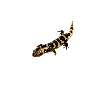Marbled Salamander For Sale Near Me
