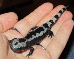 Marbled Salamander For Sale Near Me