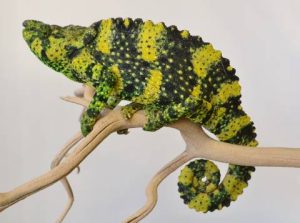 Mellers Chameleon For Sale