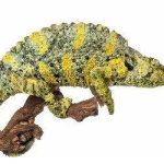 Mellers Chameleon For Sale