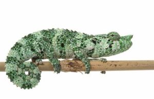 Mellers Chameleon For Sale