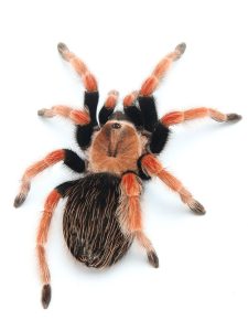 Mexican Fireleg Tarantula For Sale