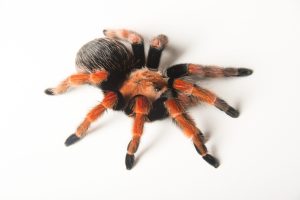 Mexican Fireleg Tarantula For Sale