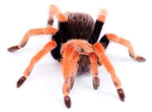 Mexican Fireleg Tarantula For Sale