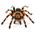 Mexican Redknee Tarantula For Sale